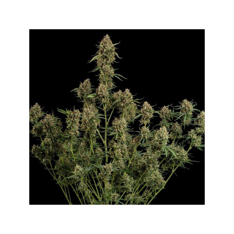 Diesel Auto semi cannabis Royal Queen Seeds