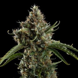 Diesel Auto semi cannabis Royal Queen Seeds