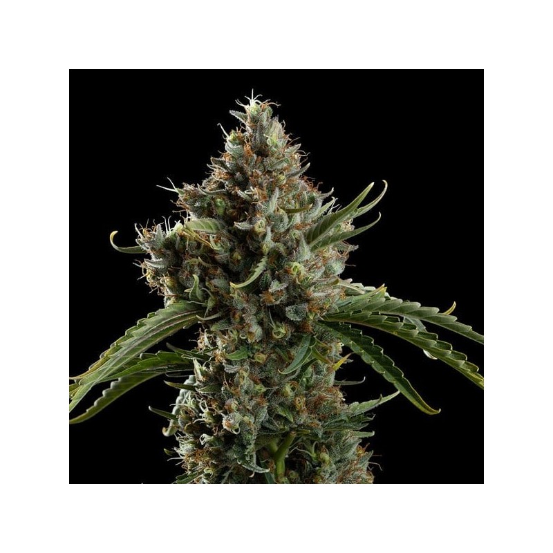 Diesel Auto semi cannabis Royal Queen Seeds