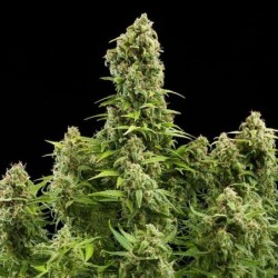Diesel Auto semi cannabis Royal Queen Seeds