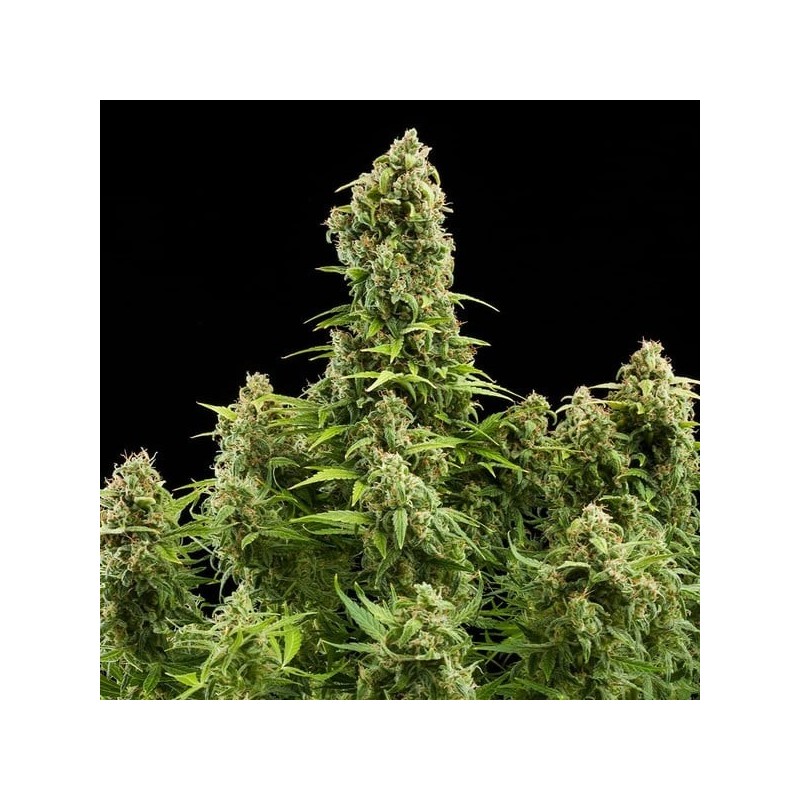 Diesel Auto semi cannabis Royal Queen Seeds