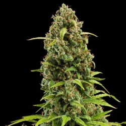 Diesel Auto semi cannabis Royal Queen Seeds