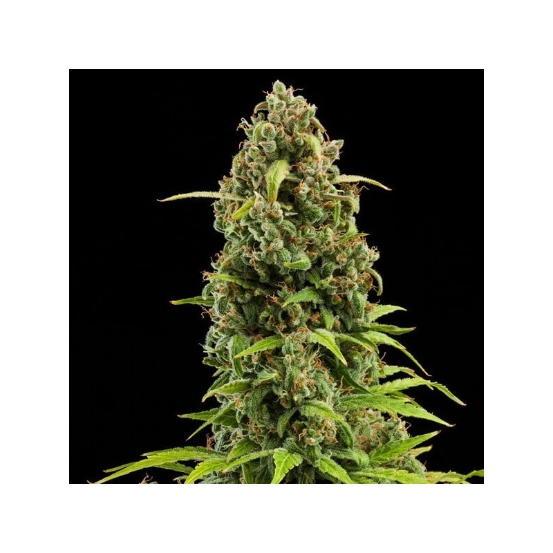 Diesel Auto semi cannabis Royal Queen Seeds