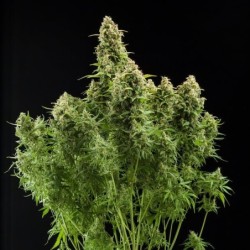 Diesel Auto semi cannabis Royal Queen Seeds
