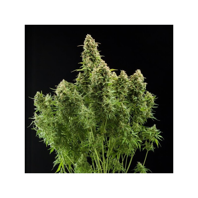 Diesel Auto semi cannabis Royal Queen Seeds