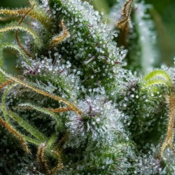 Diesel Auto semi cannabis Royal Queen Seeds