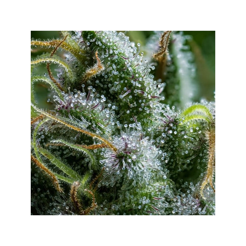 Diesel Auto semi cannabis Royal Queen Seeds