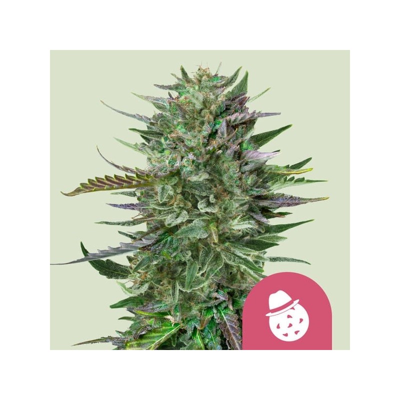 Do-Si-Dos semi cannabis Royal Queen Seeds