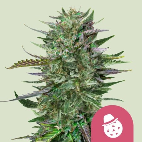 Do-Si-Dos semi cannabis Royal Queen Seeds