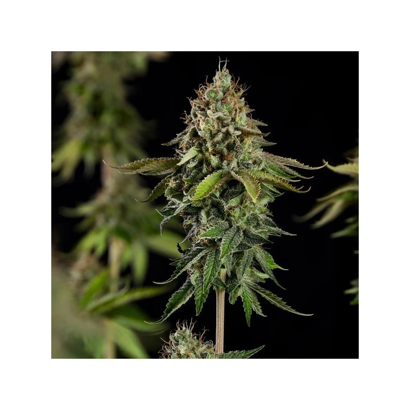Do-Si-Dos semi cannabis Royal Queen Seeds