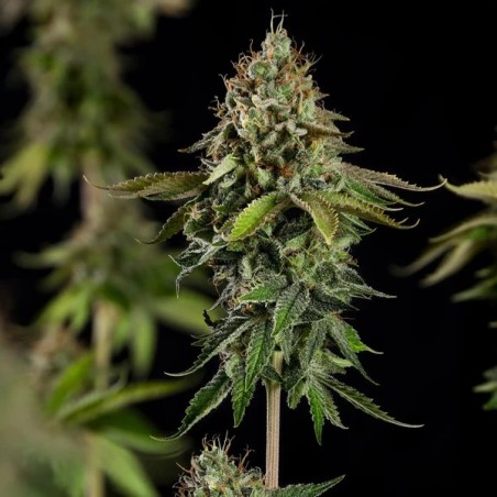 Do-Si-Dos semi cannabis Royal Queen Seeds