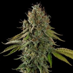 Do-Si-Dos semi cannabis Royal Queen Seeds