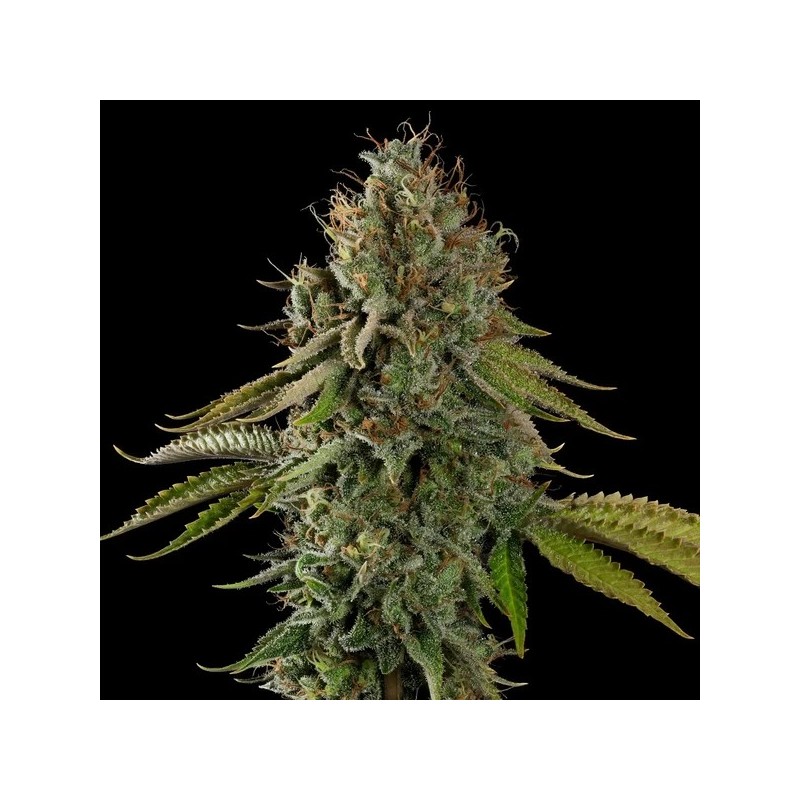 Do-Si-Dos semi cannabis Royal Queen Seeds