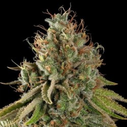 Do-Si-Dos semi cannabis Royal Queen Seeds