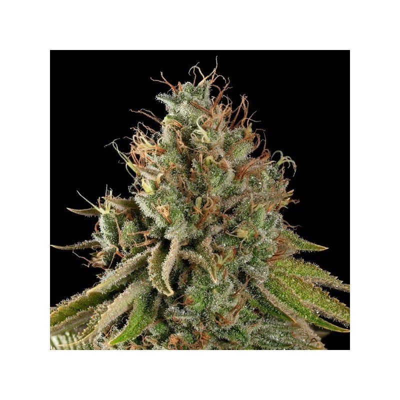 Do-Si-Dos semi cannabis Royal Queen Seeds