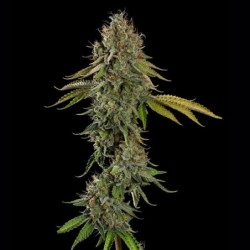 Do-Si-Dos semi cannabis Royal Queen Seeds