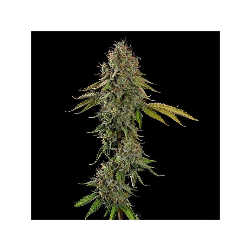 Do-Si-Dos semi cannabis Royal Queen Seeds