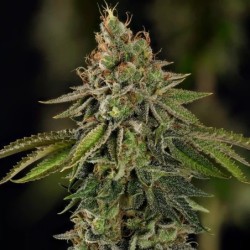 Do-Si-Dos semi cannabis Royal Queen Seeds