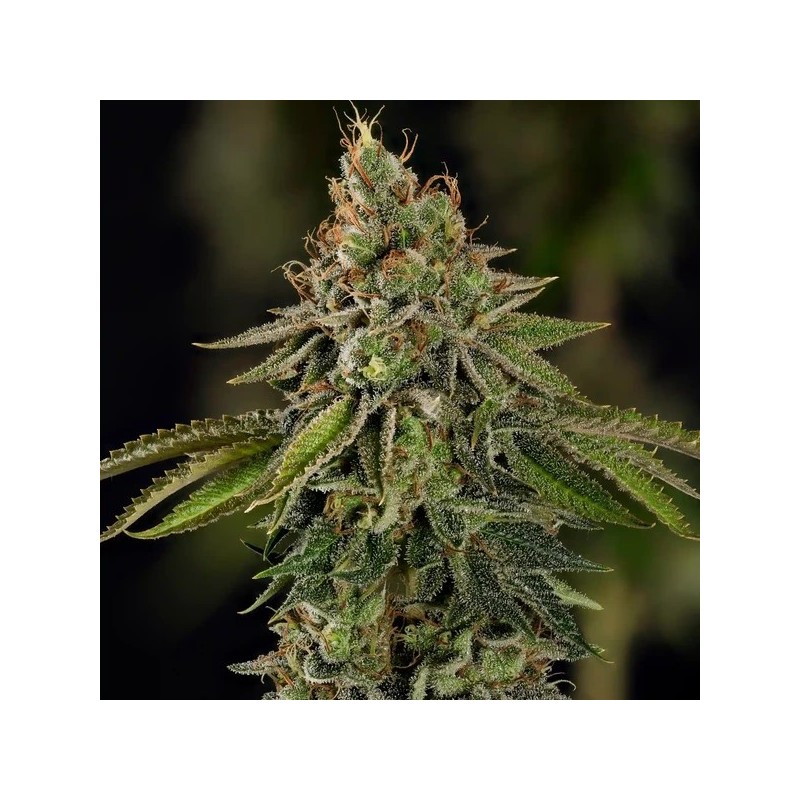 Do-Si-Dos semi cannabis Royal Queen Seeds