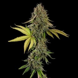 Do-Si-Dos semi cannabis Royal Queen Seeds
