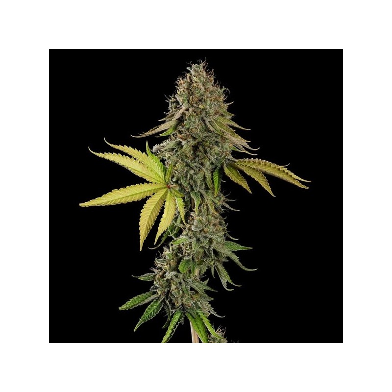 Do-Si-Dos semi cannabis Royal Queen Seeds