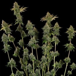 Do-Si-Dos semi cannabis Royal Queen Seeds