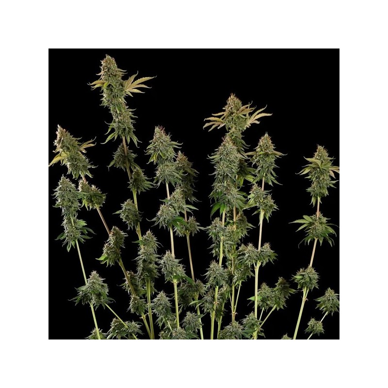 Do-Si-Dos semi cannabis Royal Queen Seeds