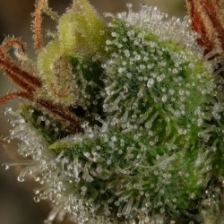 Do-Si-Dos semi cannabis Royal Queen Seeds