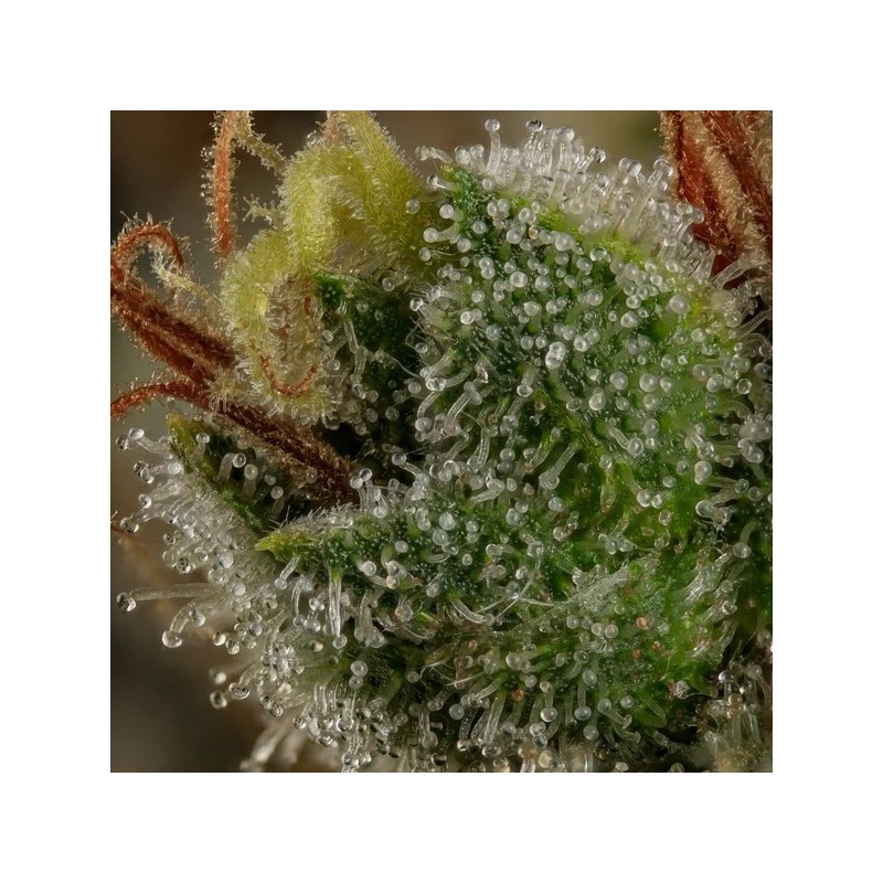 Do-Si-Dos semi cannabis Royal Queen Seeds