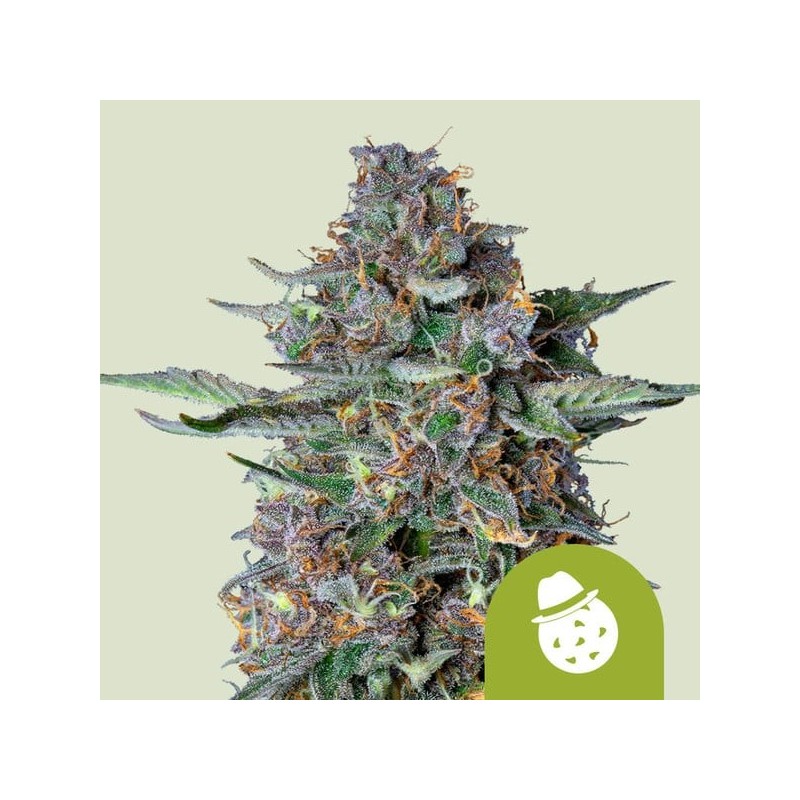Do-Si-Dos Auto semi cannabis Royal Queen Seeds