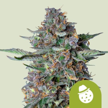 Do-Si-Dos Auto semi cannabis Royal Queen Seeds