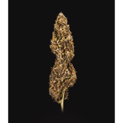 Do-Si-Dos Auto semi cannabis Royal Queen Seeds