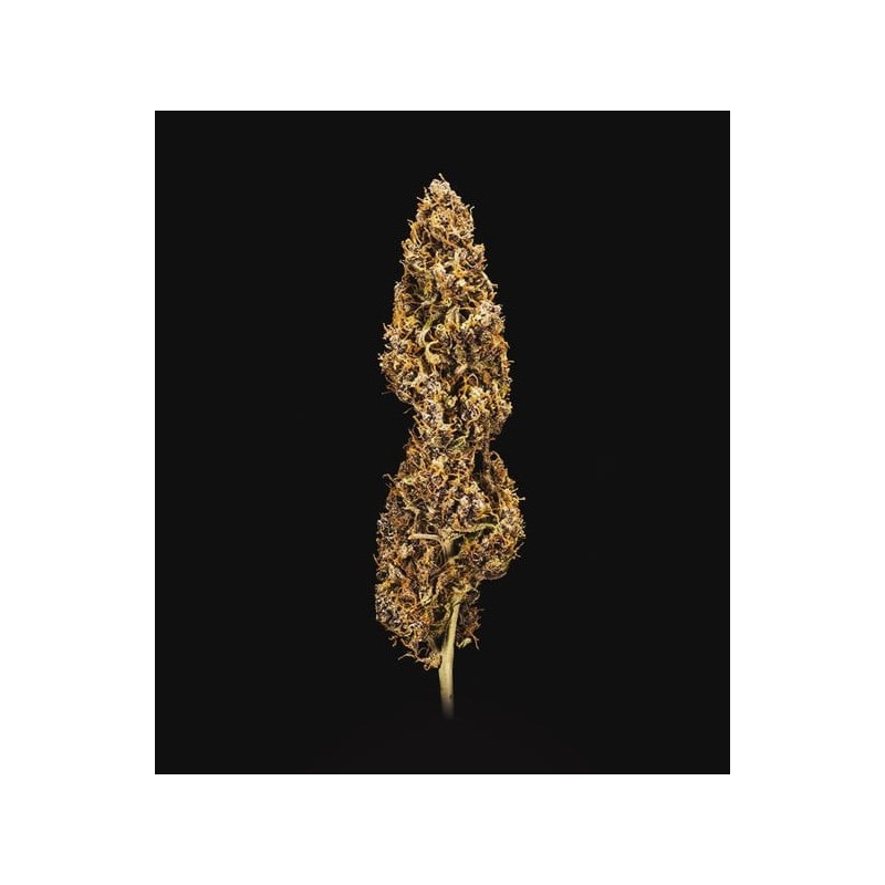 Do-Si-Dos Auto semi cannabis Royal Queen Seeds