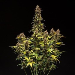 Do-Si-Dos Auto semi cannabis Royal Queen Seeds