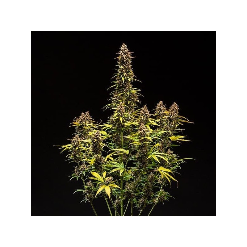 Do-Si-Dos Auto semi cannabis Royal Queen Seeds