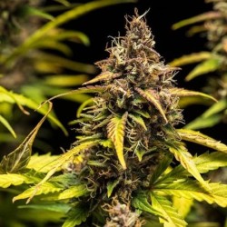 Do-Si-Dos Auto semi cannabis Royal Queen Seeds