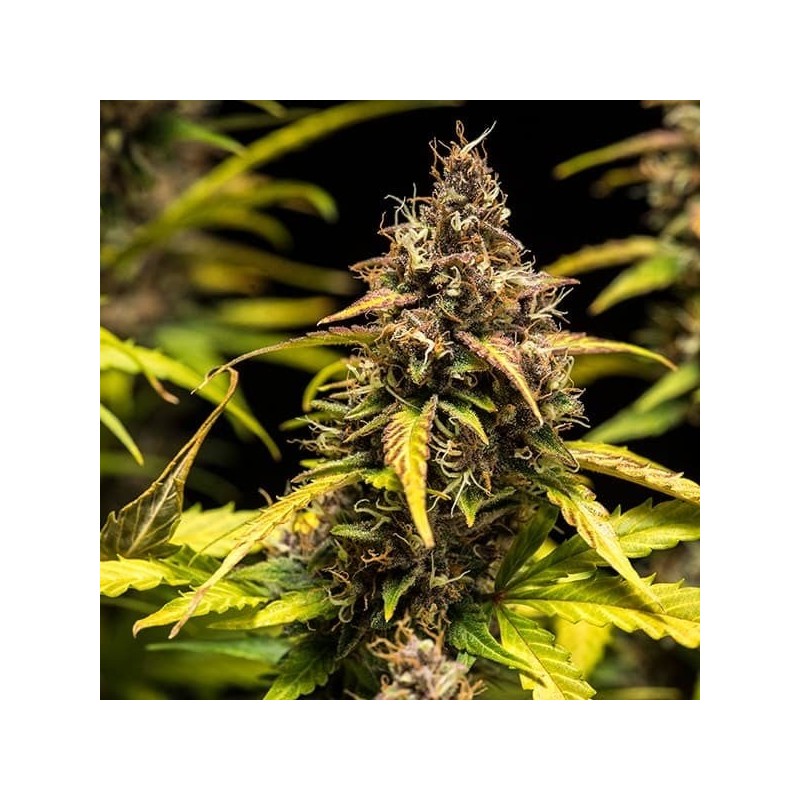 Do-Si-Dos Auto semi cannabis Royal Queen Seeds