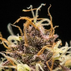 Do-Si-Dos Auto semi cannabis Royal Queen Seeds