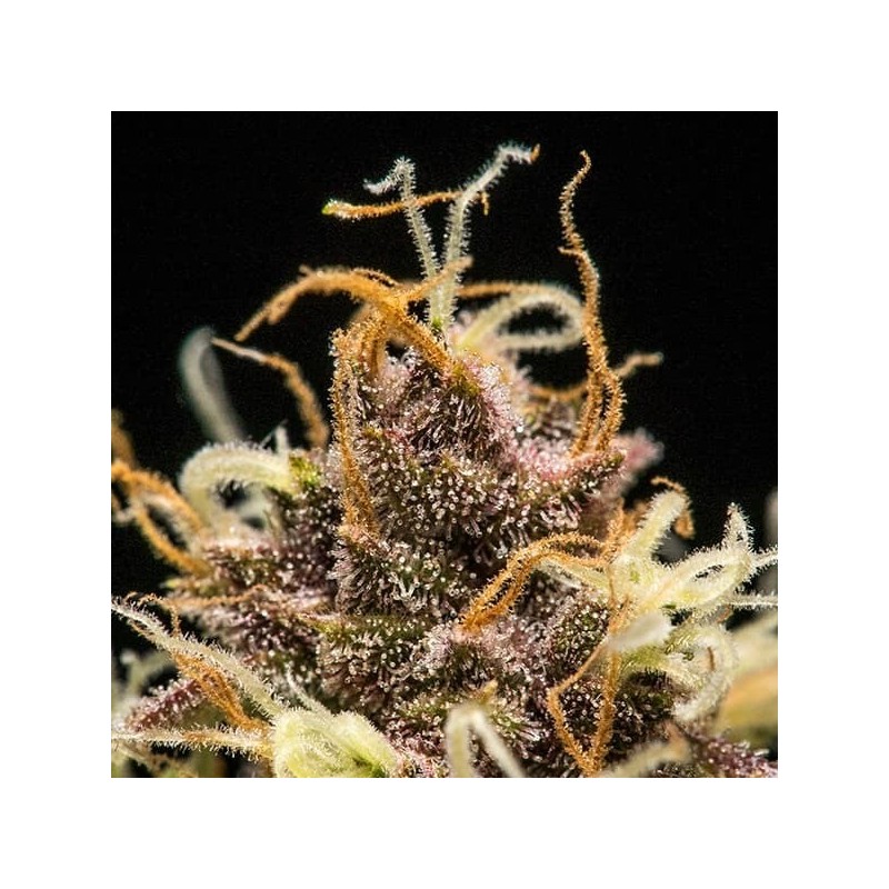 Do-Si-Dos Auto semi cannabis Royal Queen Seeds