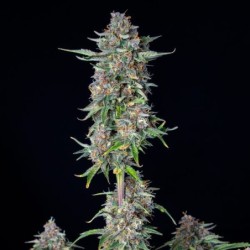 Do-Si-Dos Auto semi cannabis Royal Queen Seeds