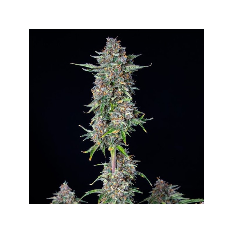 Do-Si-Dos Auto semi cannabis Royal Queen Seeds