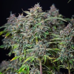 Do-Si-Dos Auto semi cannabis Royal Queen Seeds