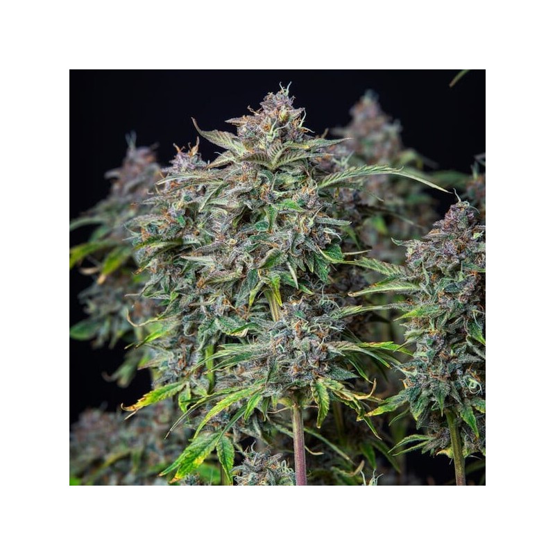 Do-Si-Dos Auto semi cannabis Royal Queen Seeds