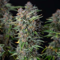 Do-Si-Dos Auto semi cannabis Royal Queen Seeds
