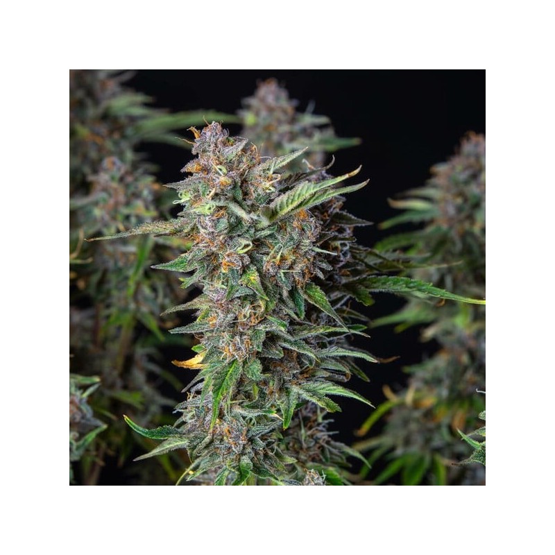 Do-Si-Dos Auto semi cannabis Royal Queen Seeds