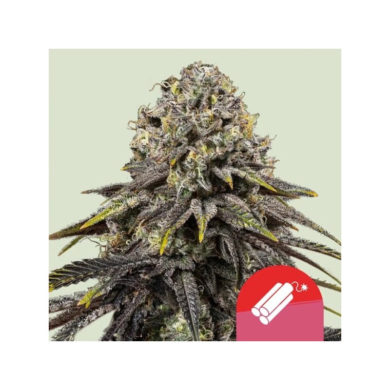 Dynamite Diesel semi cannabis Royal Queen Seeds