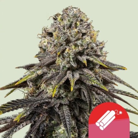 Dynamite Diesel semi cannabis Royal Queen Seeds