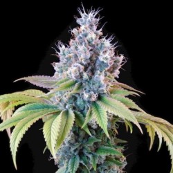 Dynamite Diesel semi cannabis Royal Queen Seeds