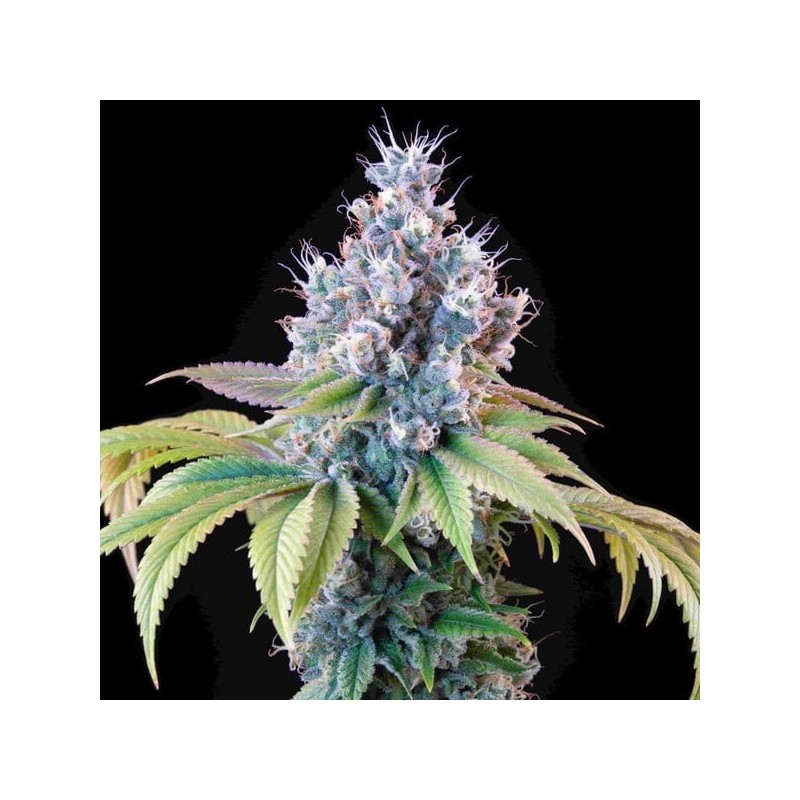 Dynamite Diesel semi cannabis Royal Queen Seeds