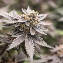 Dynamite Diesel semi cannabis Royal Queen Seeds